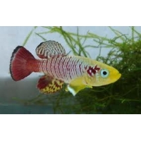 Nothobranchius Quenteri 2-3cm Nothobranchius Quenteri 2-3cm